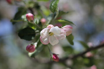 Fototapeta na wymiar Beautiful blossoming apple tree
