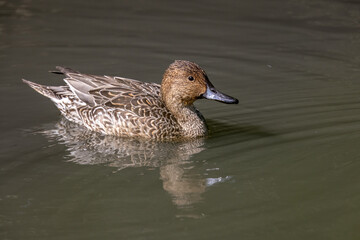 Northern Pintail (Anas acuta) floating on water at wetland
