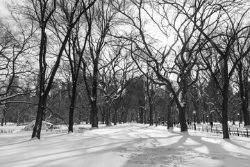 Beautiful Black and White Central Park Winter Landscape with Snow and trees in New York City