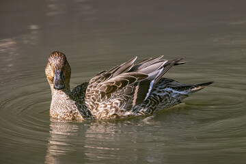 Northern Pintail (Anas acuta) floating on water at wetland