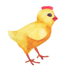 Watercolor sideways standing Chicken. Cartoon character yellow easter chicken for lifestyle design. Happy easter. Young Cock