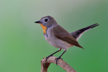 Red-throated or Taiga flycatcher (Ficedula albicilla) little brown bird has bright orange feathers on its throat with tail lifting