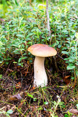 Forest edible mushroom with brown cap in the forest