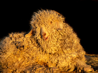 Close up to an afghan sheep 
