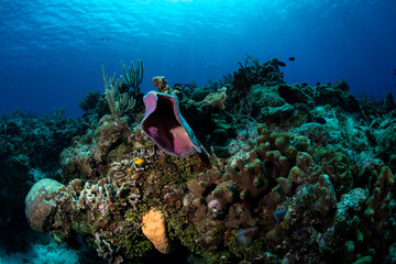 Naklejka na ściany i meble Sponges on the reef in Cozumel 