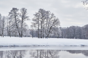 Trees covered with snow on the shore of the lake.