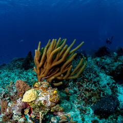 Fototapeta na wymiar coral reef with soft coral 