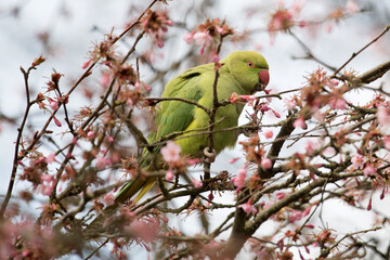 Green parakeet