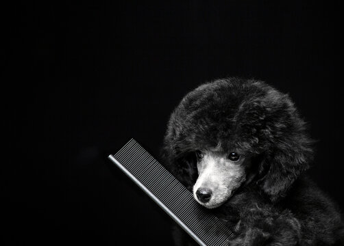 image of dog hairbrush dark background 