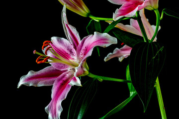 Stargazer lily