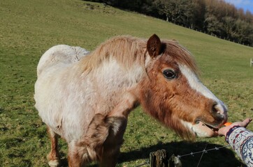 A close up view of a horse being fed a piece of carrot in a field in a Welsh valley.
