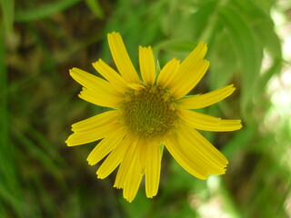 Fiore giallo