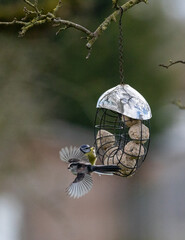 Long tailed and blue tits almost crash in flight.