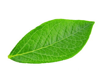 Fototapeta na wymiar Blueberry leaves are very similar to coca leaves, isolated on white background. File contains clipping path.