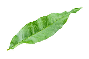 Peach leaves isolated on white background. File contains clipping path.
