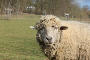 Tiere in der natur