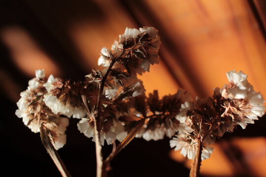 Light - Abstract - wooden - Shape - Flower