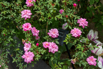 ロサ キネンシス ミニマ – Rosa chinensis minima