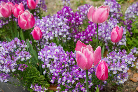 167 件の最適な 姫金魚草 画像 ストック写真 ベクター Adobe Stock