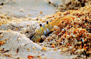 crab on the beach