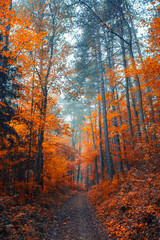 Fototapeta premium Beautiful autumn forest in the mist 