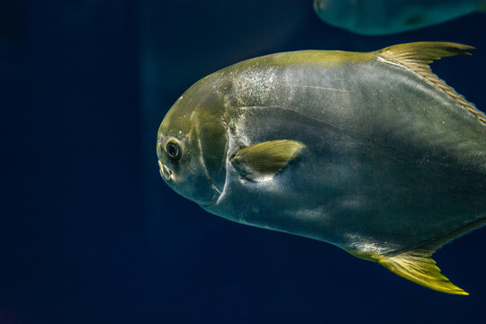 Pampus fish swims in the ocean