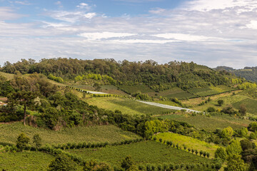 Fototapeta na wymiar Vineyards and forest in valley
