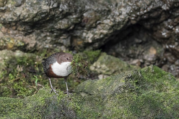 Dipper male with musk in the beak (Cinclus cinclus)