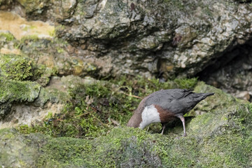 The dipper gathers musk to build its nest (Cinclus cinclus)