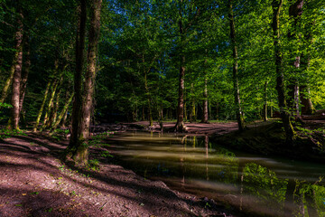 forest river in Altenberg, Germany.