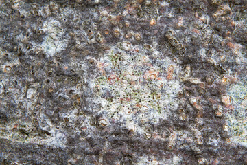 Close-up of a lichen growing on the bark of a Beech tree, probably White paint lichen