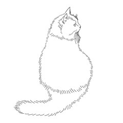 Drawing of a fluffy cat sitting with its back to us and looking away. Black and white linear isolated illustration. Linear style. Stock vector image.