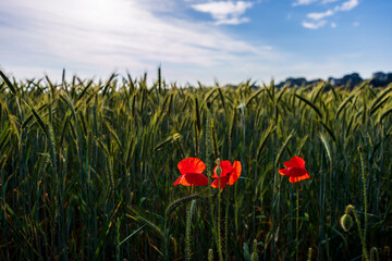 Red poppies bloom in the wild field