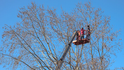 Two men pruning a tree