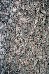 Texture of the surface of the bark of an old tree. Black alder. The surface of the plant stem.