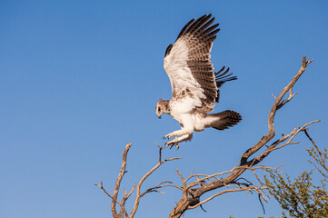 Juvenile Martial Eagle learning to fly in the Kalahari desert