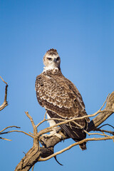 Juvenile Martial Eagle learning to fly in the Kalahari desert