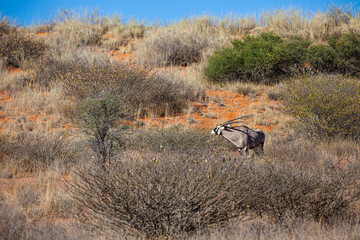 Gemsbok grazing in the Kalahari desert