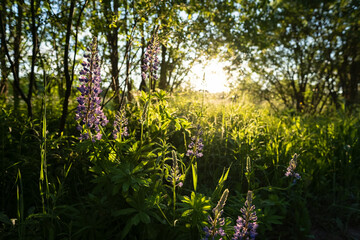 Beautiful blooming lupinus or lupins among the trees, in the sun. Perennial flowers of bright purple color.