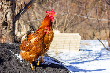 rooster in the farm