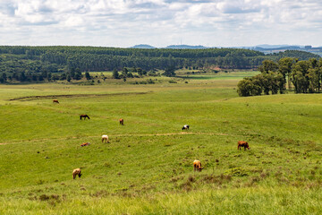 Fototapeta na wymiar Farm meadow with cows and horses