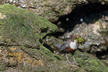 Wonderful portrait of Dipper with moss in the beak (Cinclus cinclus)
