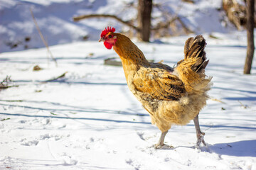chicken in snow