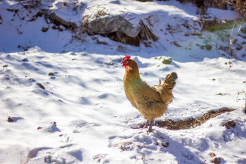 hen in snow