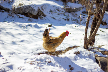 chicken in the snow