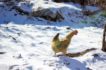 hen in snow