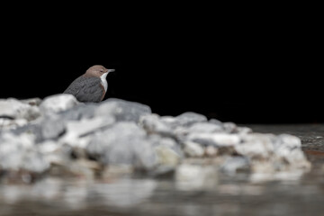 Between light and shadow, fine art portrait of Dipper on the riverbank (Cinclus cinclus)