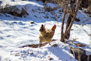 hen in snow