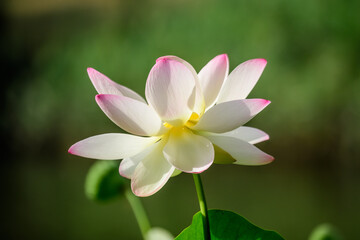 Delicate vivid pink and white water lily flowers (Nymphaeaceae) in full bloom and green leaves on a water surface in a summer garden, beautiful outdoor floral background photographed with soft focus.