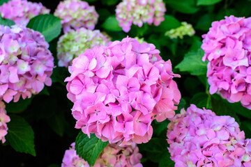 Magenta pink hydrangea macrophylla or hortensia shrub in full bloom in a flower pot, with fresh green leaves in the background, in a garden in a sunny summer day.